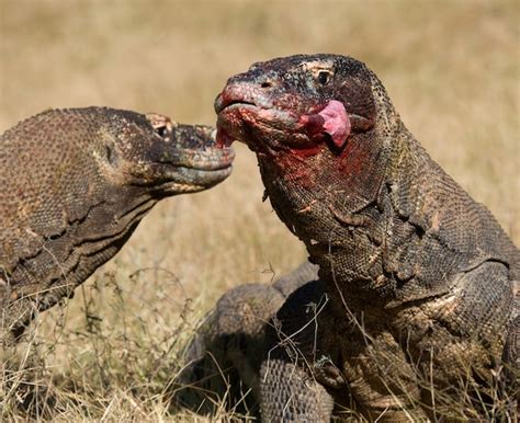 Premium Photo Komodo Dragons Are Eating Their Prey Indonesia Komodo