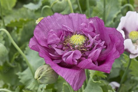 Opium poppy flowers - Stock Image - C058/3763 - Science Photo Library