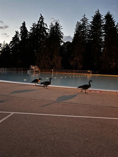 Trespassers Spotted At The Second Beach Swimming Pool R Vancouver