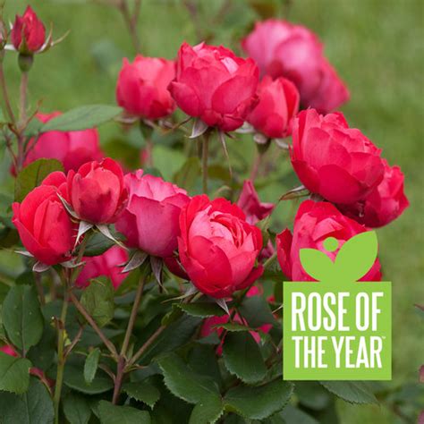 Plant Of The Week OSO EASY DOUBLE RED Rose Plant Of The Week