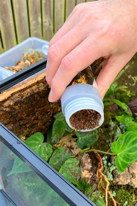 how to get gnats out of your house 8