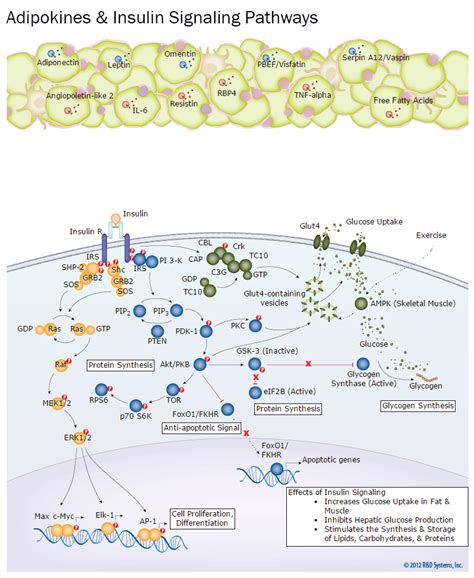 Adipocytokines Insulin Signaling Interactive Pathway R D Systems