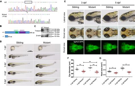 Frontiers Tubgcp Is Required For Retinal Progenitor Cell