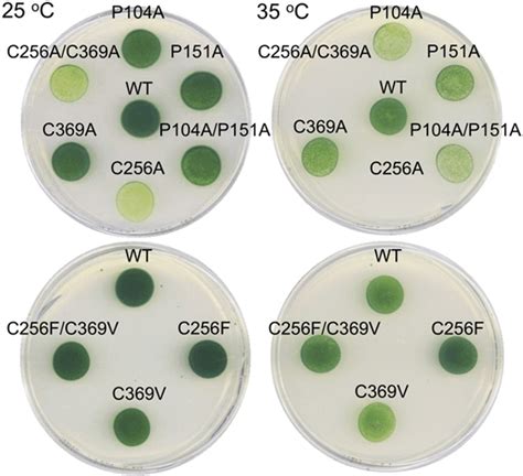 Photosynthetic Growth Phenotype Of Wild Type WT And Alanine Scanning