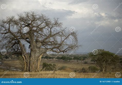 Balboa Tree in the Serengeti, Tanzania Stock Image - Image of scenery ...