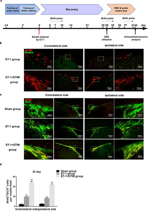 Lcn Dbs Increased The Number Of New Neuroblasts At 42 Days Poststroke