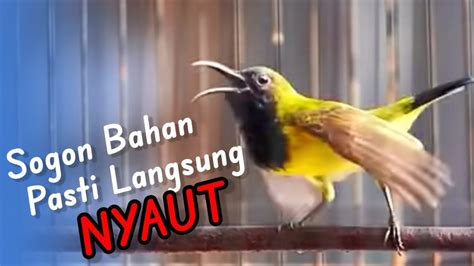 Pancingan Sogon Gacor Suara Burung Sogon Gacor Bikin Emosi Sogon