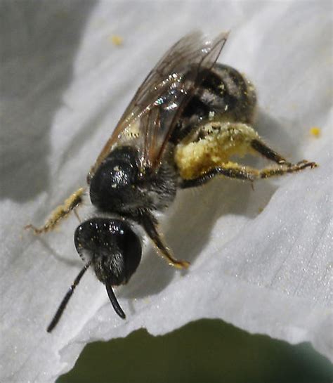 Sweat Beelasioglossum Sisymbrii Lasioglossum Bugguidenet