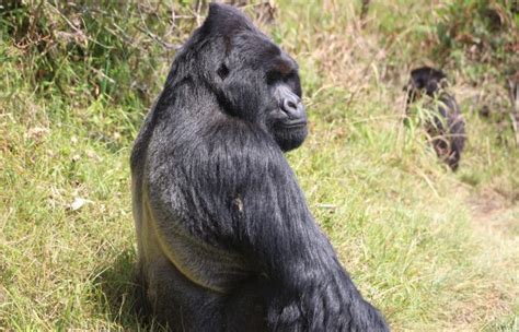 Early Trails Expedition Uganda Safaris Rwanda Safaris Gorilla Trips