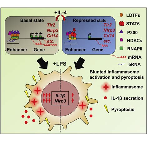 The Transcription Factor Stat6 Mediates Direct Repression Of Inflammatory Enhancers And Limits