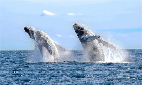 Vallarta Home Of The Humpback Whales Marival Resorts