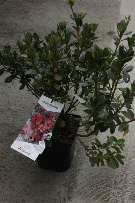 Azalee Japonaise Azalea Japonica 2L Jardi Pradel 81 Jardi Pradel