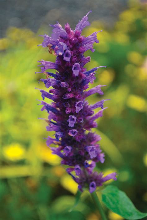 Agastache ‘Blue Boa’ | TERRA NOVA® Nurseries, Inc.