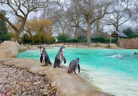 Tips for visiting London Zoo with kids - MUMMYTRAVELS