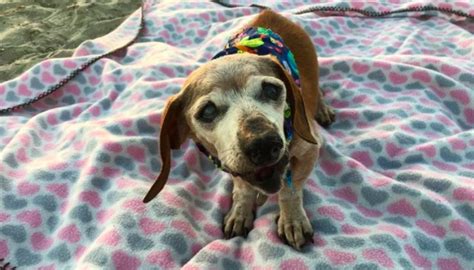 18 Year Old Blind Dog Meets Her First Person At The Shelter And Refuses