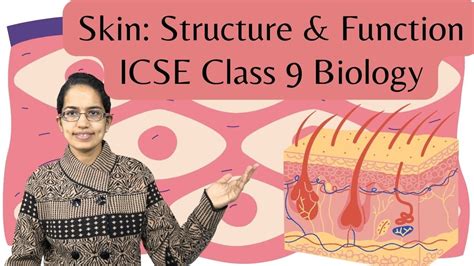 Skin Structure And Function Icse Class 9 Biology Olympiad Ntse Nstse Sof Youtube