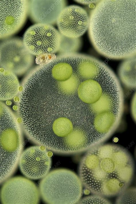 Volvox Green Algae Light Micrograph Stock Image C0281362