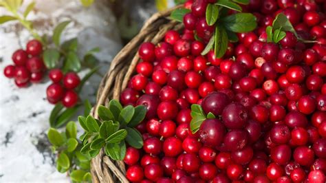 Cranberries Vs Lingonberries What S The Difference