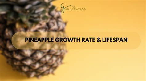 Pineapple Growing Stages Thegardenation The Gardenation