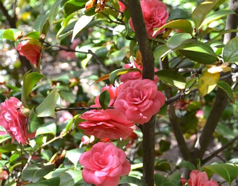 ¿qué Colores Florecen En Las Camelias Un Vistazo A La Paleta De