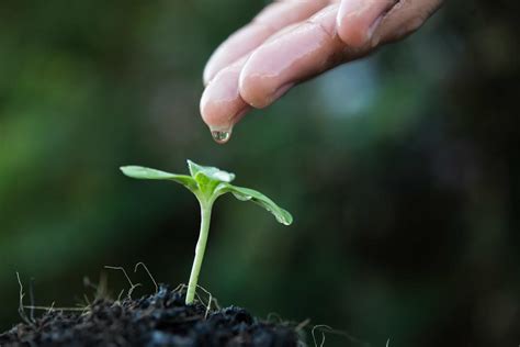 Close-up of a young sprout growing 1959550 Stock Photo at Vecteezy