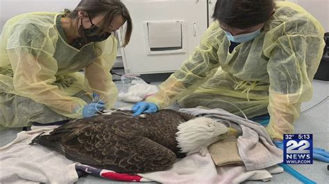 Bald Eagle Rescued After Eating Rat Poison In Massachusetts Youtube