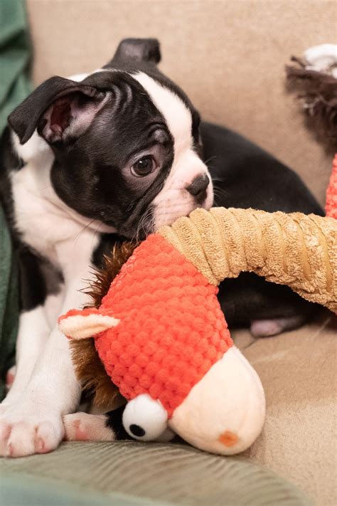 Boston Terrier Puppies (24 of the Cutest Pups) - Talk to Dogs