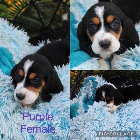 Basset Hound Puppies - Basset Hound Breeders and Information