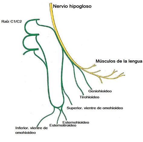 Nervio Hipogloso XII Par Craneal Nervio Hipogloso Nervio Nervio