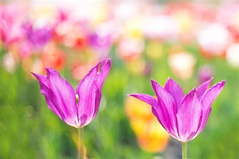 Tulips Tulip Field Tulip Fields Spring Blossomed Tulpenbluete