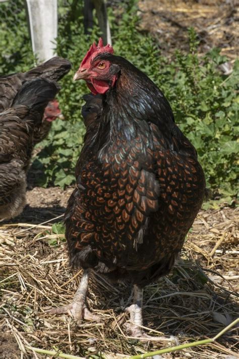 Barnevelder Chicken: Appearance, Eggs, and Care Guide