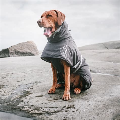 Round Up 17 Stylish Raincoats For Large Dogs Hey Djangles