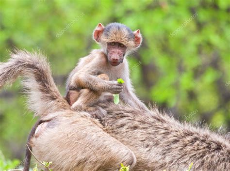 Baboon baby on mother — Stock Photo © AOosthuizen #2313309