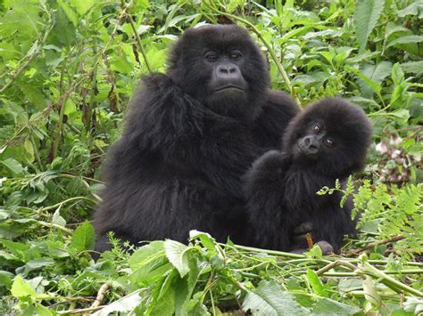 Gorilla Watching In Uganda Eco Adventure Safaris