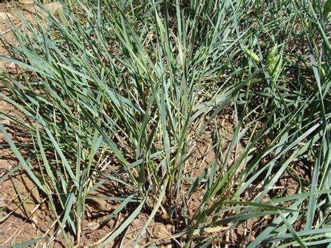 Western Wheatgrass Plants Of John Martin Reservoir State Park