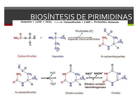 PPT Metabolismo de ácidos nucleicos PowerPoint Presentation free