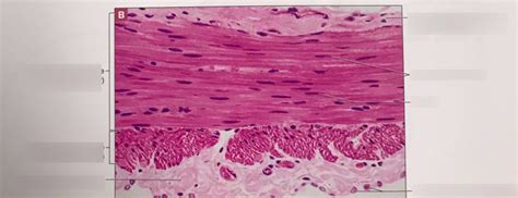 Microscopic Muscles 8 Diagram Quizlet