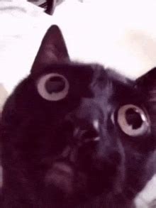 gifs cat dubh feargach