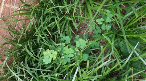 How To Kill Oxalis Weed - Oxalis / How often can i apply chickweed ...