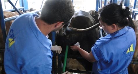 Curso De Insemina O Artificial Em Tempo Fixo Em Bovinos Iatf Avan Ado