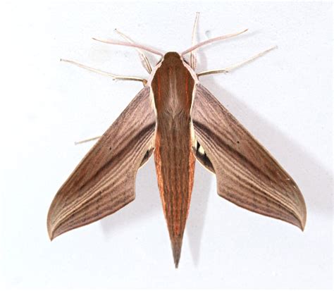 Tersa Sphinx Moth