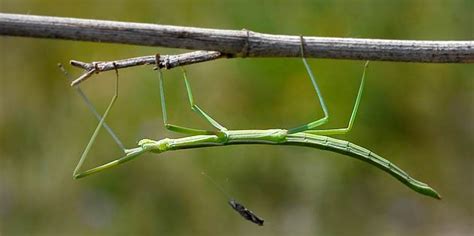 Insecto palo Características alimentación reproducción y más