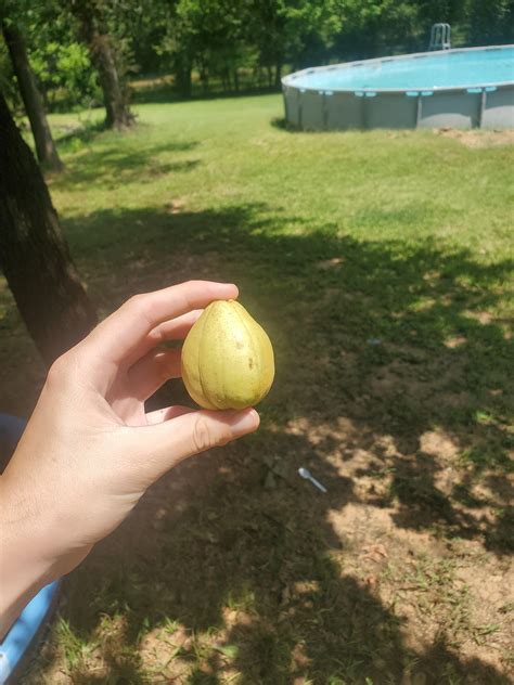 Y'all what are these big nuts growing on my trees? : r/nuts