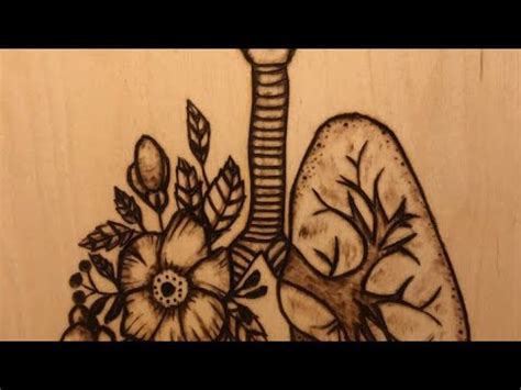 How To Draw A Lungs Arts With Muqeet Youtube