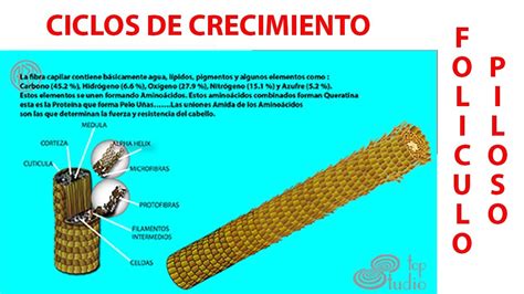 Foliculo Piloso CICLOS DE CRECIMIENTO YouTube