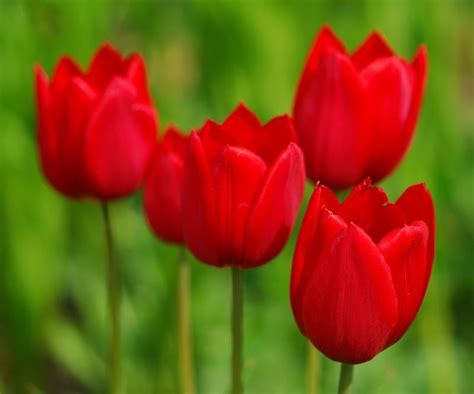 Quanto Tempo Dura A Flor Da Tulipa Como Durar Mais Flores Cultura Mix