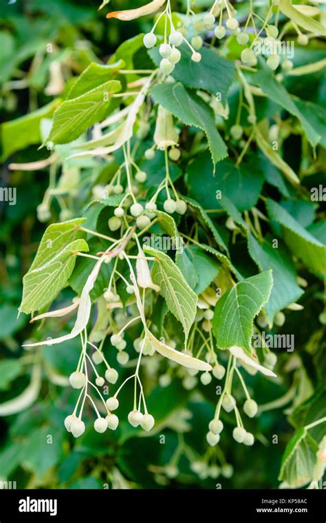 Linden tree leaves and flowers Stock Photo - Alamy