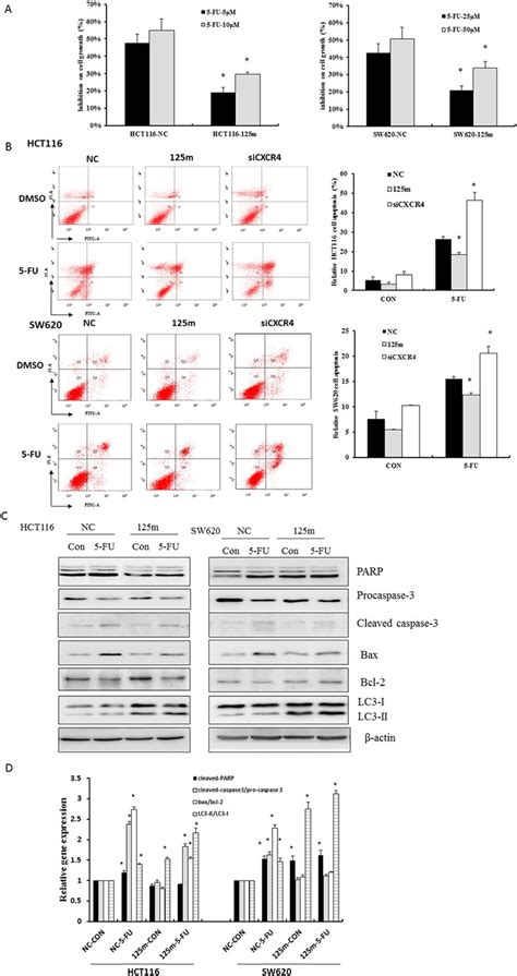 Mir B Reduced The Fu Induced Apoptosis In Crc Cells A Hct