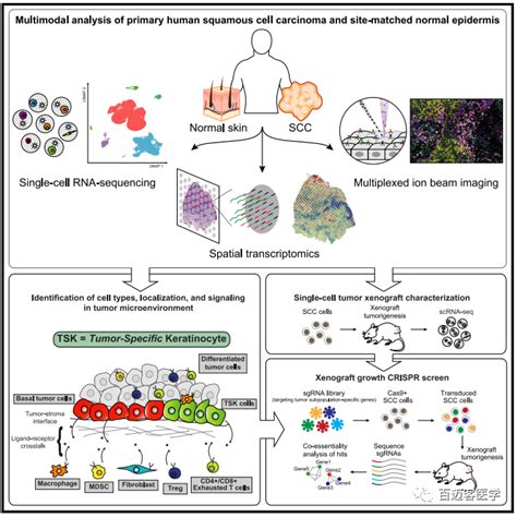 单细胞转录组 空间转录组联合绘制人类鳞状细胞癌组成和空间结构的多模式图谱 百迈客生物