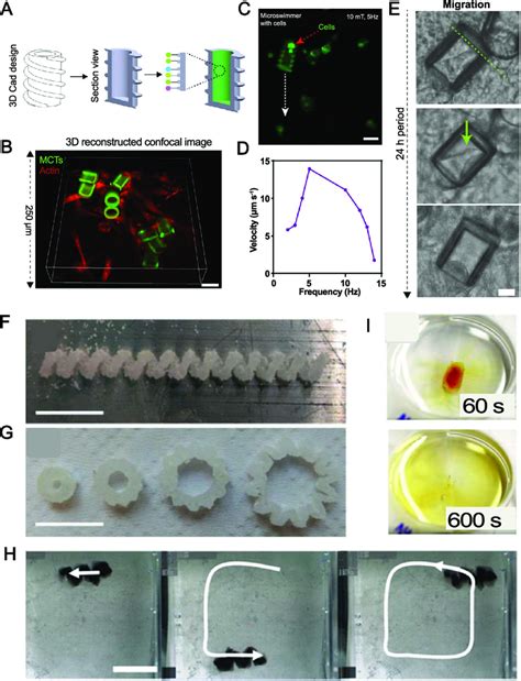 Cargo Delivery And Dissolvable Microrobots A E Three Dimensional